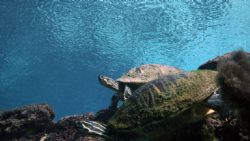 This image was taking in a springs. I used my Canon 20D w... by Juliana Metzger 